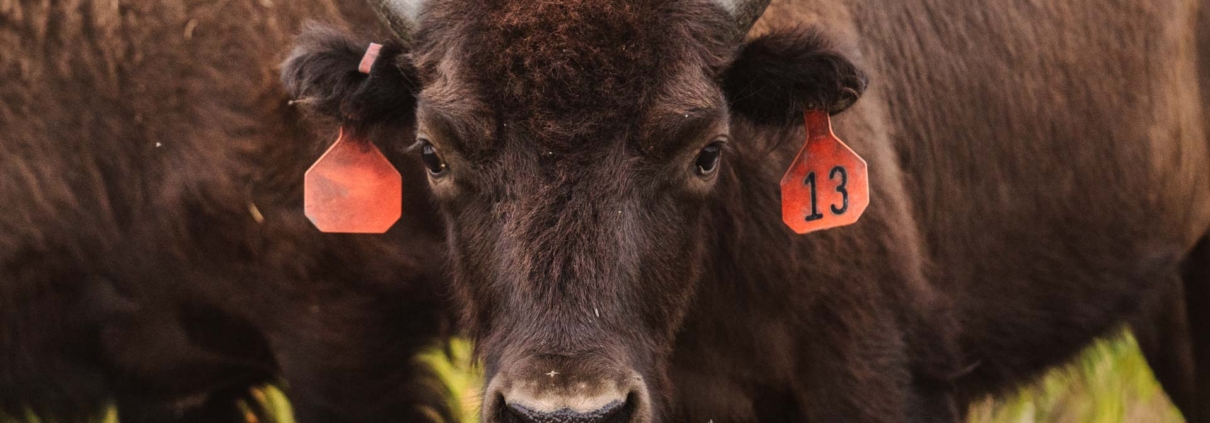 Bison with ear tags in a grassy field.